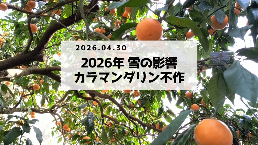 2026カラマンダリンについて