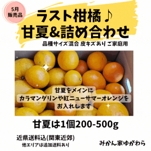 5月／甘夏と他柑橘セット