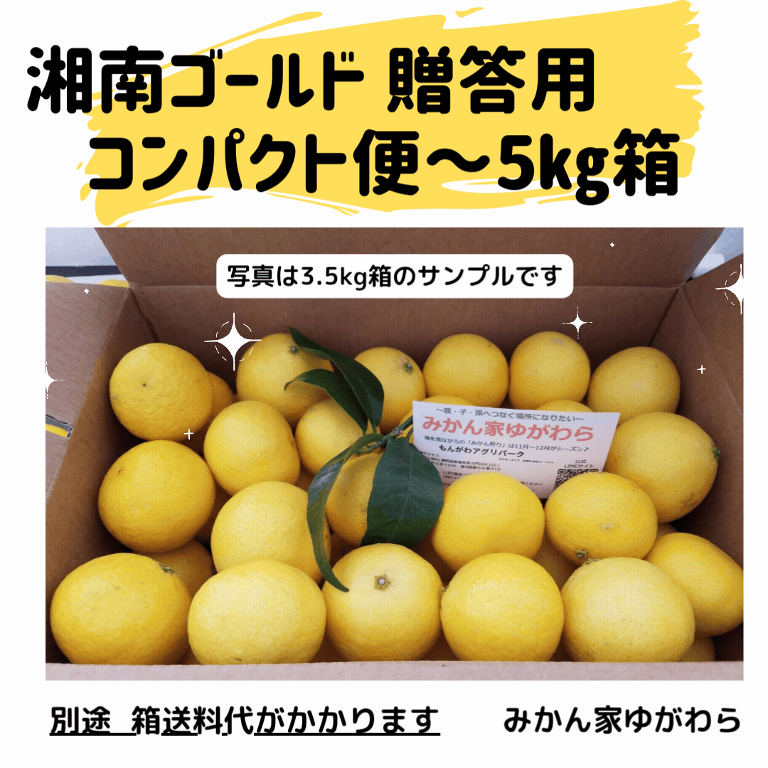 2025年保護中: 03月／湘南ゴールド贈答用(1.2kg-5kg)】みかん家ゆ