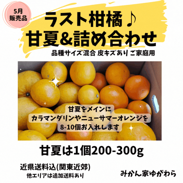 5月／甘夏と他柑橘セット